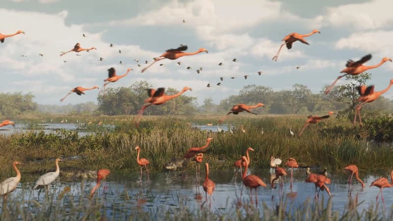 Greater Flamingo