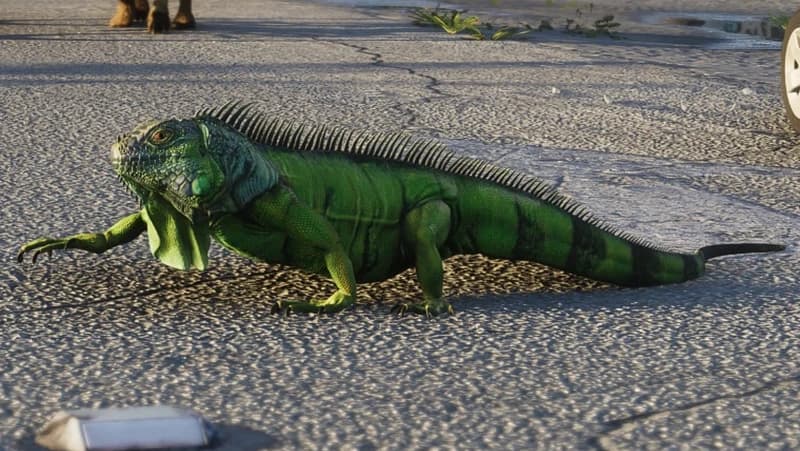 Green Iguana